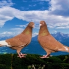 гълъб