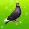 гълъб