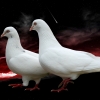 гълъб