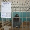 гълъб