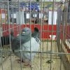 гълъб