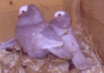 гълъб