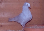 гълъб