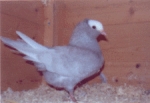 гълъб