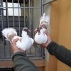 гълъб