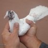 гълъб