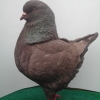 гълъб