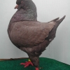 гълъб