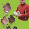 гълъб