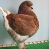 гълъб