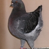 гълъб