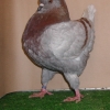 гълъб