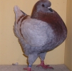 гълъб