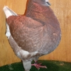 гълъб