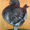 гълъб