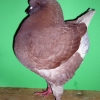 гълъб