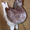гълъб