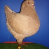 гълъб