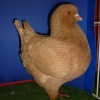 гълъб