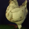 гълъб