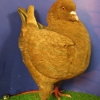 гълъб