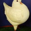 гълъб