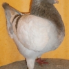 гълъб