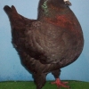 гълъб