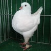 гълъб
