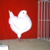 гълъб