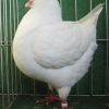 гълъб