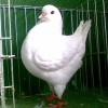 гълъб