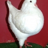 гълъб