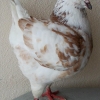 гълъб