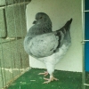 гълъб