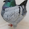 гълъб