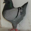 гълъб