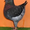 гълъб