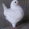 гълъб
