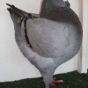 гълъб