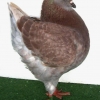 гълъб