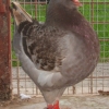 гълъб