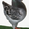гълъб