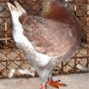 гълъб