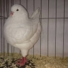 гълъб