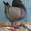 гълъб