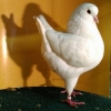 гълъб