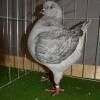 гълъб