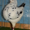 гълъб