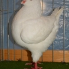 гълъб